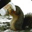 A Caffeinated Squirrel
