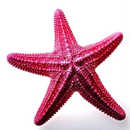 Sponge Crew Memeber 2