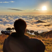 菲律宾凶猛大野猪