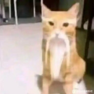 单腿拉爆博尔特