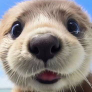 看见我请叫我学习