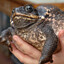 Frog PEEK 480km/h