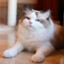 Ss加菲猫
