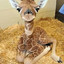 sexy_giraffe