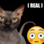 bongus (real)
