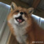 LoRgTheFox