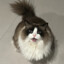 猫九