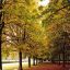 maple