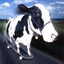 Steam avatar
