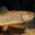 Poisson