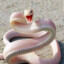 Sneki Snek