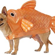 fish dog