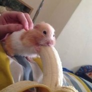 Ham