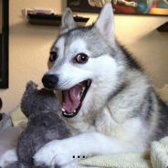 Phaymous - steam id 76561197963214396