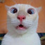 tigass-