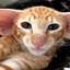gibon oficial