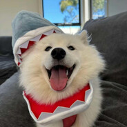 土豆鸡翅就是炒