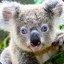 Kakao Koala CSGO500 csgolive.com