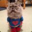 Super-Cat