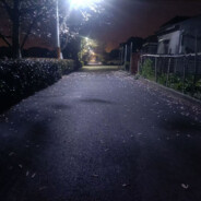 偏我来时不逢春