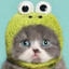 Cat in a hat