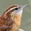 n-wren