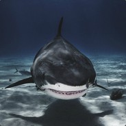 ZZN·鲨鱼