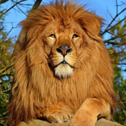 X - steam id 76561198063253544