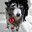 void wolp's Avatar