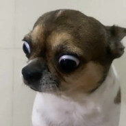 kainka skins.army - steam id 76561199468102399