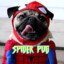 Spider Pug