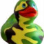 Bicolorduck