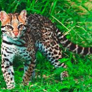 ocelote369