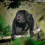 Howler Monkey