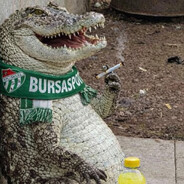 TURKISH CROC
