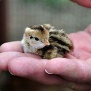 littlemxquail