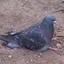 A_pigeon