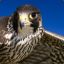 SakerFalcon