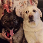 我找不到衣架了