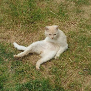 Borowik:/ skins.army