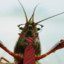 Craw