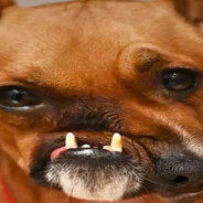 Grrrrrrrrrr