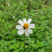 行走的五花肉pro