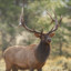 Elk.✞