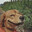 HappyDawg