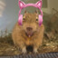 Winky dos teclados