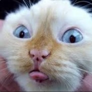 LilPapiCat