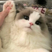 宇宙无敌暴龙战士