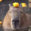 capybara enthusiast