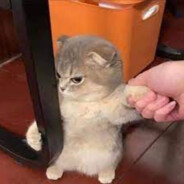 lilsex696 avatar